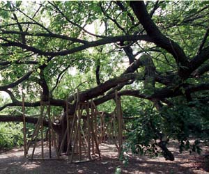 This Scotch elm at the southeast end of Brookings Hall is benefiting from a series of braces to ease the stress on the limbs. A storm in September 2001 nearly split the approximately 90-year-old tree.