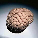 The human brain