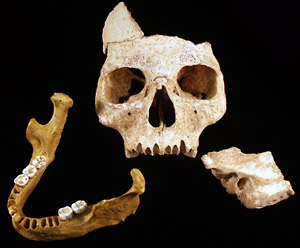 A human jawbone (left), dated to between 34,000 and 36,000 years ago, along with a facial skeleton (center) and a temporal bone (right), both of which are still undergoing analysis, but are likely to be the same age as the jawbone.