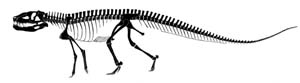 *Postosuchus* --
