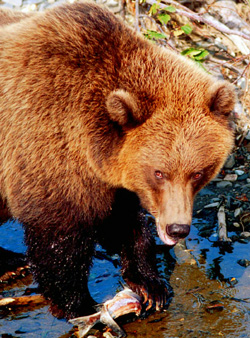 Levy took this close-up photo of a grizzly bear eating its dinner while on one of her adventure trips to Homer, Alaska.