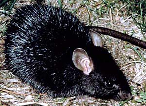 Computer scientist Michael Brent has developed innovative sequencing techniques that will aid in the sequencing of mammals, such as the recently sequenced laboratory rat above, in the future.