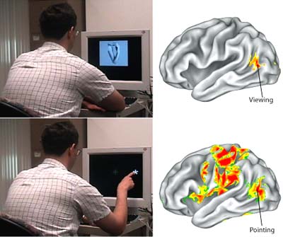 Researchers discovered activity in a part of the visual system called the extrastriate body both when subjects viewed body parts and when they pointed to an object.