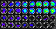 In several experimental samples, glowing light from a firefly protein reveals whether two proteins are interacting in the presence of a drug.