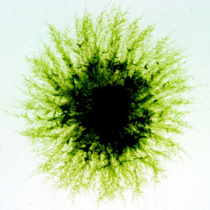 A colony of 28 day-old *Physcomitrella patens* grown in laboratory culture showing the leafy shoots in the center, with fine, radiating protonemal filaments growing outward.