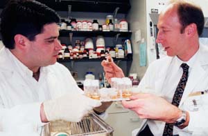 Ronald B. DeMattoes, Ph.D., (left), research fellow in neurology, and David M. Holtzman, M.D., head of the Department of Neurology, look at brain tissues of mice with Alzheimer's-like plaques. The new Hope Center for Neurological Disorders and Neuroclinical Research Unit will help advance neurology research programs at the University.