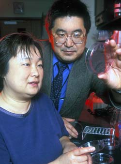 Ming You, M.D., Ph.D. (right), and his wife, Yian Wang, M.D., Ph.D., associate professor of surgery, evaluate a host of substances derived from foods and other sources for their potential benefit in preventing cancer.