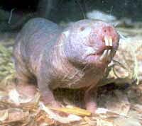 A naked mole rat.