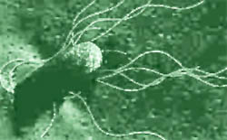 Salmonella enterica