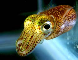 Bobtail squid