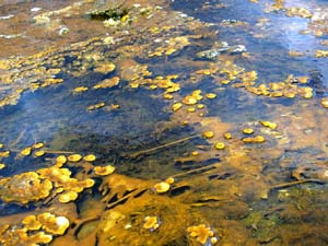 Streamers and pustular mats from Yellowstone National Park containing Cyanobacteria, important organisms in the evolution of more complex organisms.