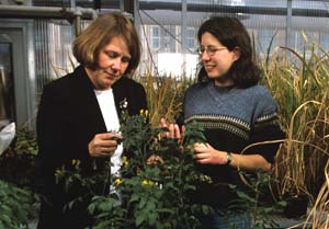 Barbara A. Schaal, Ph.D. (left), the Spencer T. Olin Professor in Arts & Sciences in biology, examines a wild tomato plant with former graduate student Ana Caicedo. Schaal's election as vice president of the National Academy of Sciences