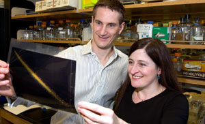 Michael R. Brent, Ph.D., and Tamara L. Doering, M.D., Ph.D., examine data from the *C. neoformans* gene expression microarray. The husband-wife researchers had the rare chance to collaborate when they put their expertise to work on this genome-sequencing project.