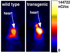 Transgenic hearts take up and burn more fat. PET shows a brighter signal over the heart of a transgenic animal, indicating that fat uptake and metabolism are greatly increased.