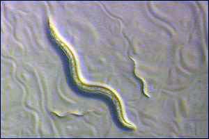 This is *C. elegans*. Its genome was thought to have been completed until a WUSTL computer scientist applied a computer software program he developed which found scores more genes and predicted the existence of over a thousand additional genes.