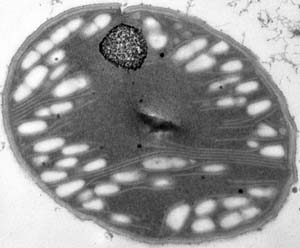 Himadri B. Pakrasi's Grand Challenge Project will focus on the amazing cyanobacterium *Cyanothece*, the only bacteria with a circadian rhythm, or biological clock.