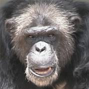 Clint's DNA was used to sequence the chimp genome.