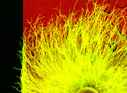 Outgrowth of nerve branches