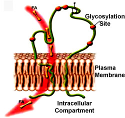 The fatty acid receptor CD36 is found in many tissues including the surface of taste cells in the tongue.  CD36 recognizes and facilitates the transfer of fatty acids into cells, by still unknown mechanisms.