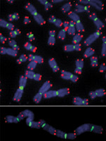 Chromosomal damage results in fusion (bottom).