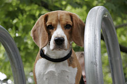Shiloh the beagle
