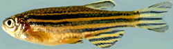 Zebrafish