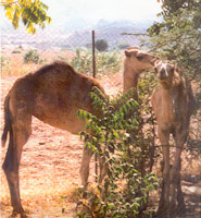 Assab and Massawa, the two camels that produced antibodies for the caffeine test, in Eritrea, a small country in northeast Africa