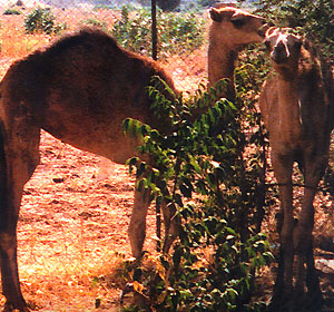 Assab and Massawa are the two camels that produced antibodies for the caffeine test, in Eritrea, a small country in northeast Africa.