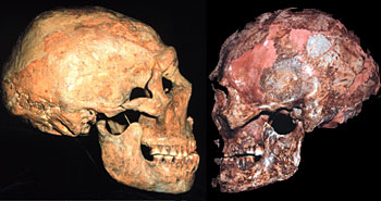 The most unusual characteristics throughout human anatomy occur in Modern Humans (right), argues Trinkaus, not in Neadertals (left).