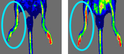 The image on the right shows increased blood flow to an injured mouse leg after the use of angiogenic cells.