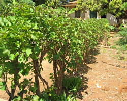 Jatropha plants