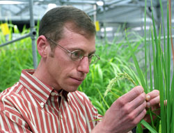 Kenneth Olsen, Ph.D., assistant professor of biology in Arts & Sciences, examines a cultivated rice plant in the Goldfarb Greenhouse.