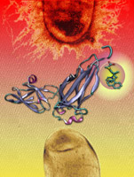 Bacteria that cause many urinary tract infections are normally coated in fine hairlike structures known as pili (top), but researchers have been developing new drugs that leave the bacteria bald and incapable of causing infections (bottom). The schematic