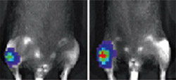 The growth factor G-CSF, often used during cancer treatments, caused bone tumors to increase in size and intensity in laboratory mice. The mouse on the left did not receive G-CSF. The mouse on the right did, and it's bone tumor shows increased intensity i