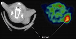 Hawkins and colleagues have linked anticancer agents to a PET tracer substance to deliver the treatment directly to tumors in mice (red and yellow color shows highest amounts of tracer).