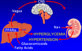 The vagus nerve carries signals to the brain and back that are central to the development of diabetes and high blood pressure.