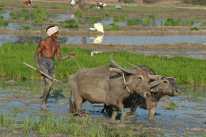 An Indian farmer uses oxen to prepare a field for planting.