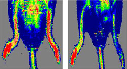 In these laser-doppler images, red color indicates good blood flow. Here a mouse lacking CD47 (left) recovers normal blood supply in an injured hind leg, while the injured hind leg of a normal mouse (right) is slower to heal.