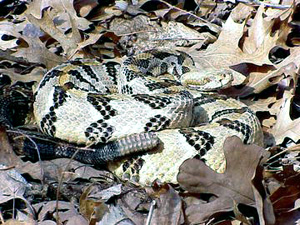 Timber rattlesnakes like this one are turning up in subdivision yards and brush thanks to developers who are invading the snakes' turf. A collaboration involving a WUSTL researcher focuses on tracking the snakes' populations and behaviors with the aid of an implanted radio transmitter.