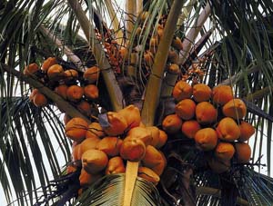 A biologist at Washington University in St. Louis is embarking on the task of understanding the plant's history by exploring the genetics of the coconut (*Cocos nucifera L.*).