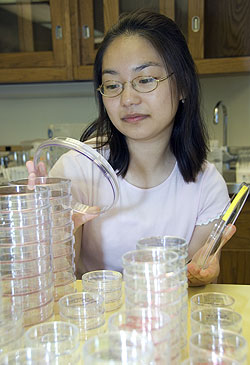 In this year's STARS program at Washington University, Hannah Lee, a senior at Parkway Central High School, studied what happens when high-energy electrical shocks are run through cultured cells taken from a cervical cancer tumor. Seventy-two academically talented high-school juniors and seniors worked with more than 50 professor-mentors in varying areas of science and engineering over a six-week period.