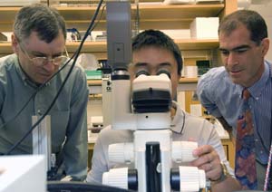 (L-R) Larry Taber, postdoctoral researcher Gang Xu and Philip Bayly examine brain and heart cells to learn something of the mechanics involved in brain folding.