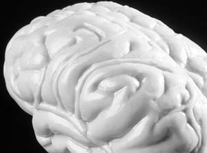 Researchers concentrated on large-scale connections between frontal and posterior brain regions that are associated with high-level cognitive functions such as learning and remembering.