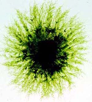 Twenty-eight-day-old Physcomitrella gametophyte showing the leafy