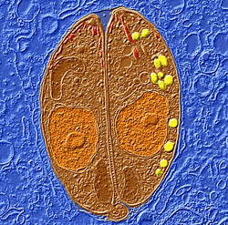 T. gondii imaged just after reproduction inside a host cell. Photo by Wandy Beatty, Microbiology Imaging Facility.