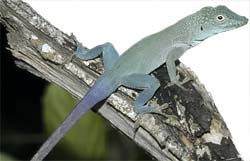 *Anolis grahami*, a trunk-crown anole, lives high on the trunk and among among branches in Jamaica