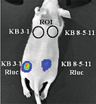 A protein known as Pgp has pumped an imaging agent that glows away from a tumor on the lower right of this mouse. The upper circles are tumors with no imaging agents; the tumor on the lower left has an imaging agent but lower levels of Pgp, allowing instruments to detect the glow from the imaging agent.