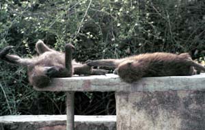 lazy baboons
