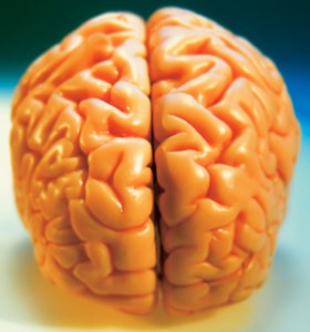 brain