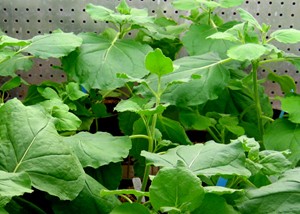 Antibody plant